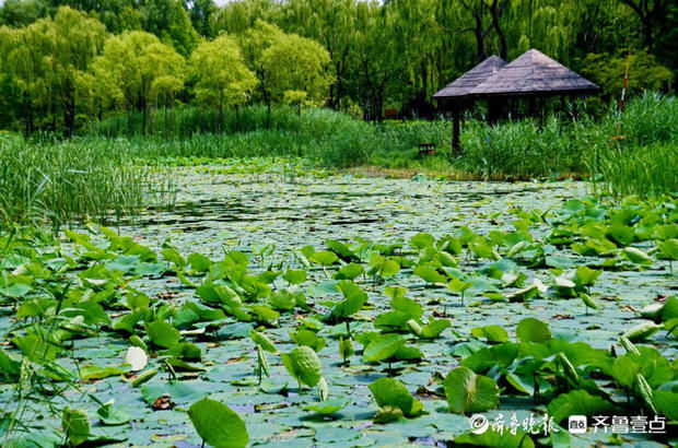 济南森林公园|高树参天，浓荫蔽日！打卡济南森林公园，消夏休闲好去处