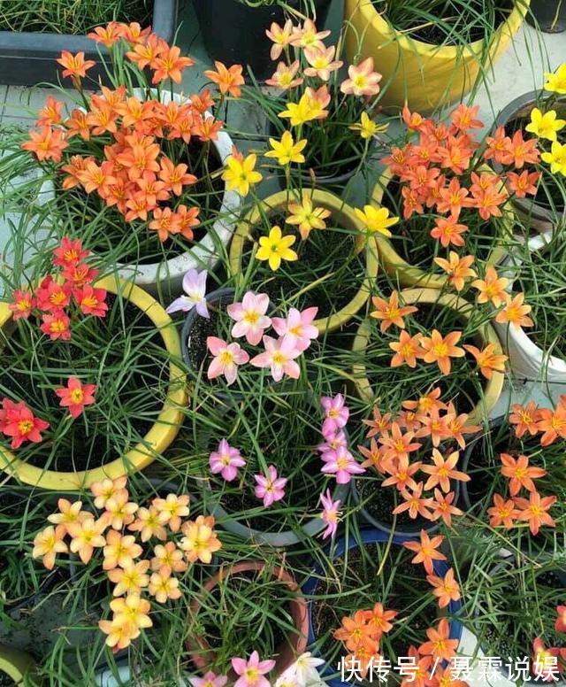 4种花很“好养”，阳台种1盆，一年开花200天，真正的开花机器