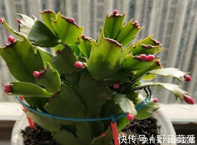 浇水|蟹爪兰叶子软塌,难复花,“根源”在这里,解决后重新饱满猛开花