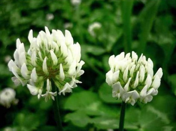 喜欢菊花，不如养盆车轴草，花开赛菊花，美不胜收，寓意吉祥好养