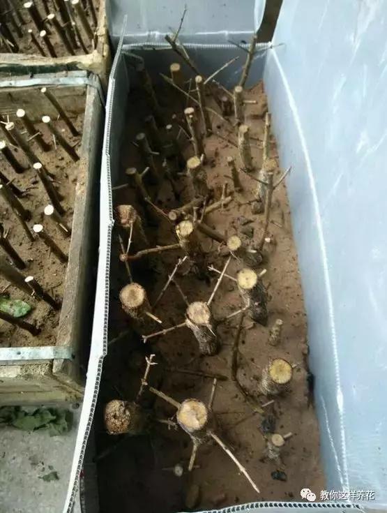 枝条|路边剪个枝,插土里就能活,种在阳台果子多到吃不完!