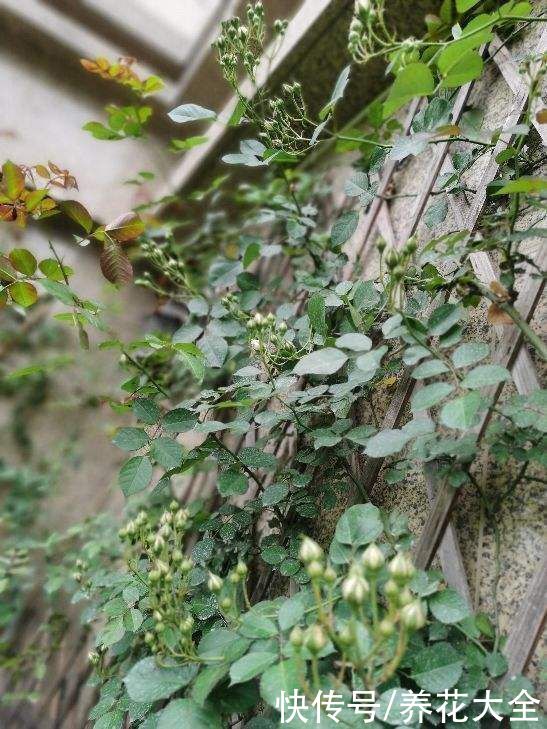 养花不用养太多，这一种花养好了，足够撑起一家门面
