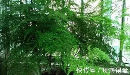 不会养文竹,抓住5个生长关键点,剪几刀,文竹长出几米高