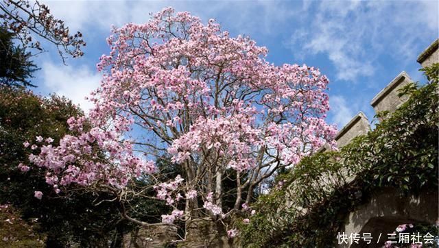 院子|富人喜欢在院子里种4种树,寓意都很好,早看早知道哦