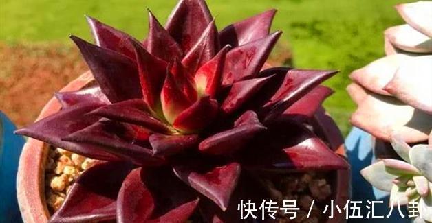 观音莲|适合新手养的“6种多肉”,耐热又不怕冷,养成老桩,又美又霸气