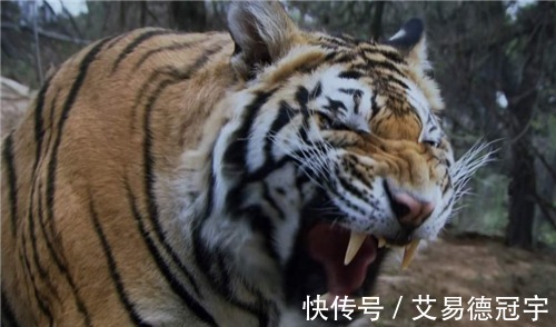 鲁智深|将武松换成鲁智深李逵卢俊义,在景阳冈上,他们谁还能打赢老虎?