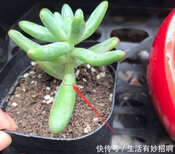 多肉植物不爆小头,用这个方法,比砍头更简单!