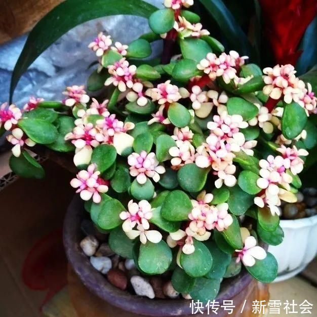 氮钾|金枝玉叶开花了，真花长这样，很多人没见过