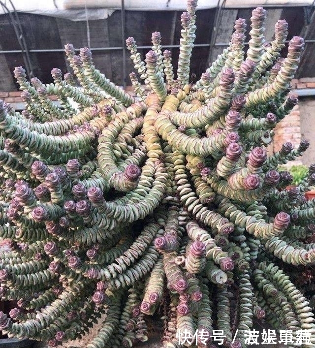 叶子|10款能吊起来养的多肉,一个比一个美,还不占地方