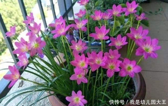 养了就“稳赚”的4种花，一盆变多盆，多盆变无数盆！