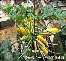 奶奶在花盆里种“鸡蛋、香蕉”，种一次能吃5个月，邻居都来学习