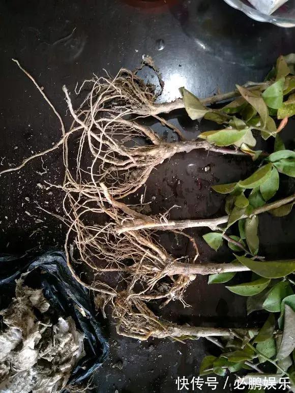 蟹爪兰嫁接1种枝条,花量暴增上百朵,开成大花树,还不烂根!