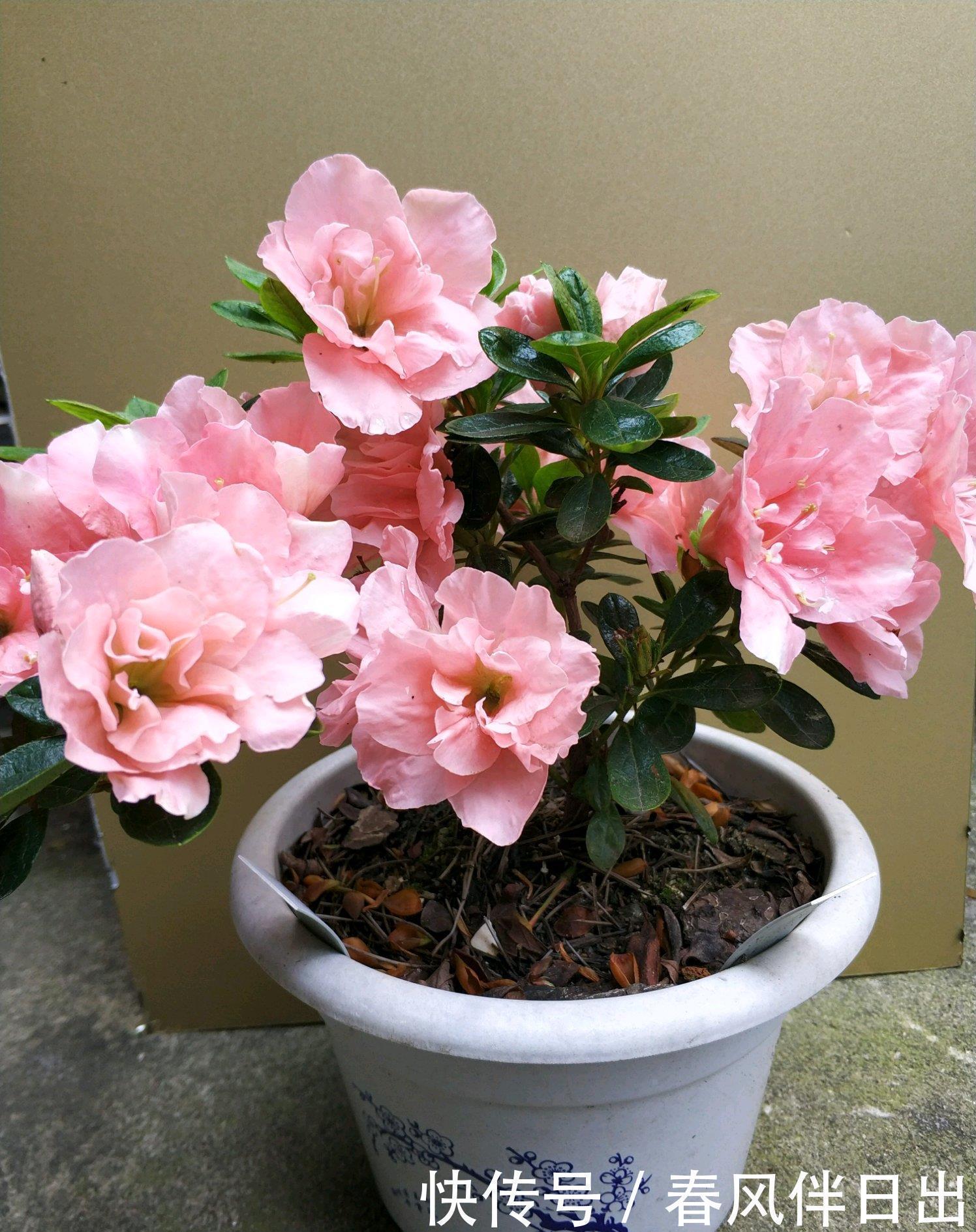 名花|中国十大名花之一,四季开花,观赏价值高,一花多色,漂亮又芳香