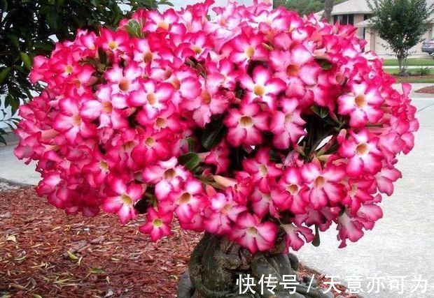 盆栽|此花俗称“最美盆栽花卉”, 再贵也要种2棵, 一年开6次, 沾土就活！