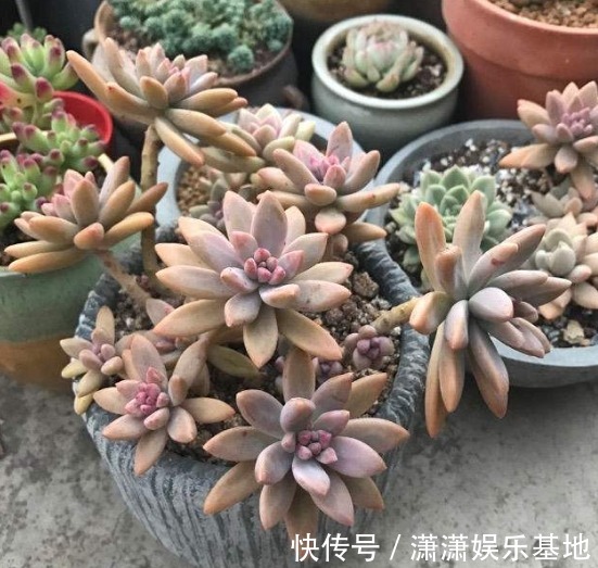 多肉|适合新手养的9种多肉,叶片沾土就活,轻松长爆盆,状态非常美