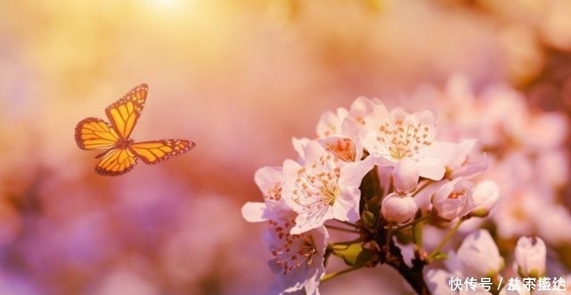 李商隐|李商隐最令人绝望的一首诗,开篇就是千古名句,最后一句神来之笔