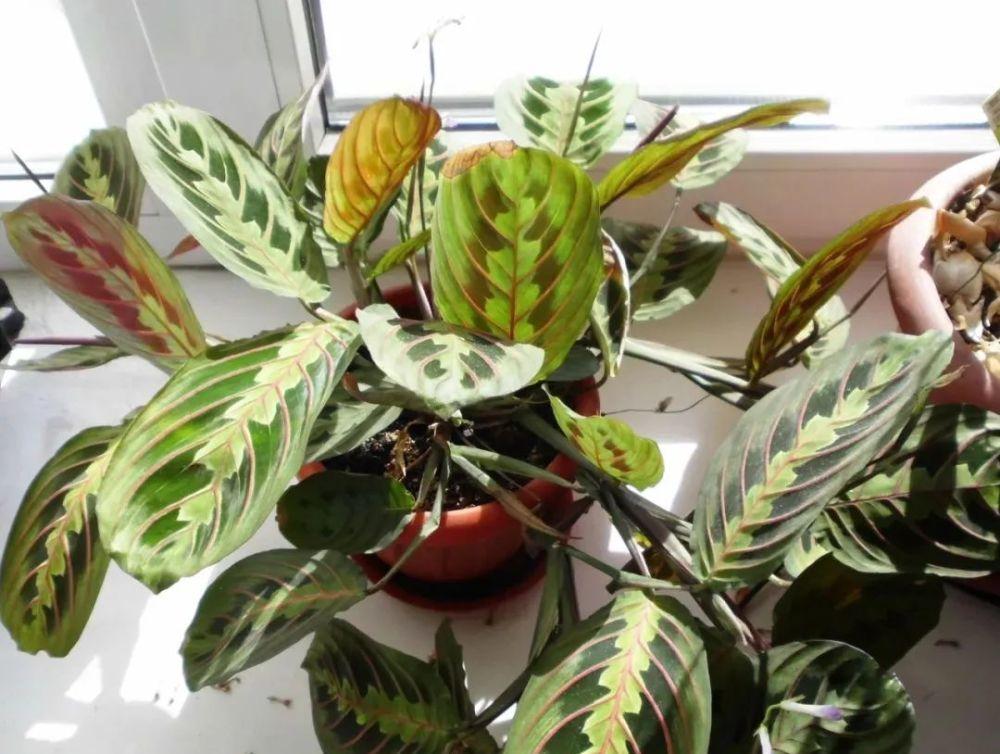 到了深秋，拿这3样“废物制肥”，养花效果显著，还不用花钱