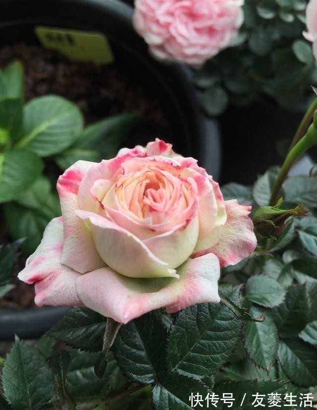 月季花|此花,美过玫瑰,艳过牡丹,四季开花花期长,比养兰花强多了!