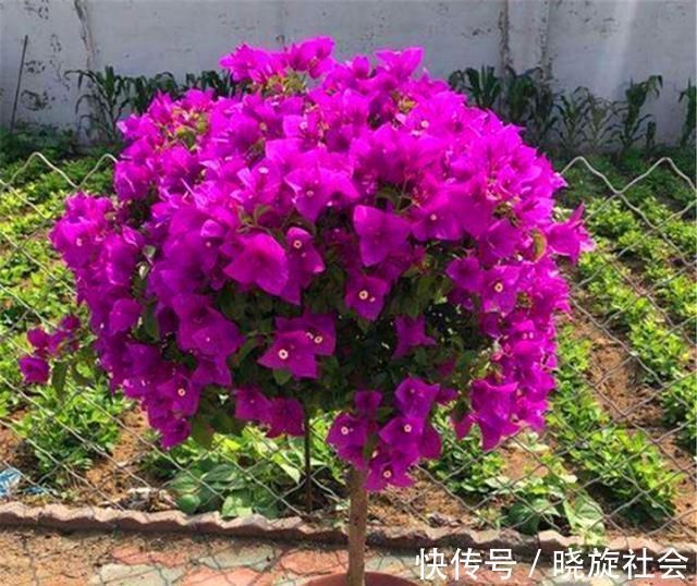 三角梅有“4怕”，难怪枝繁叶茂不开花，学会了花朵多得压弯枝头