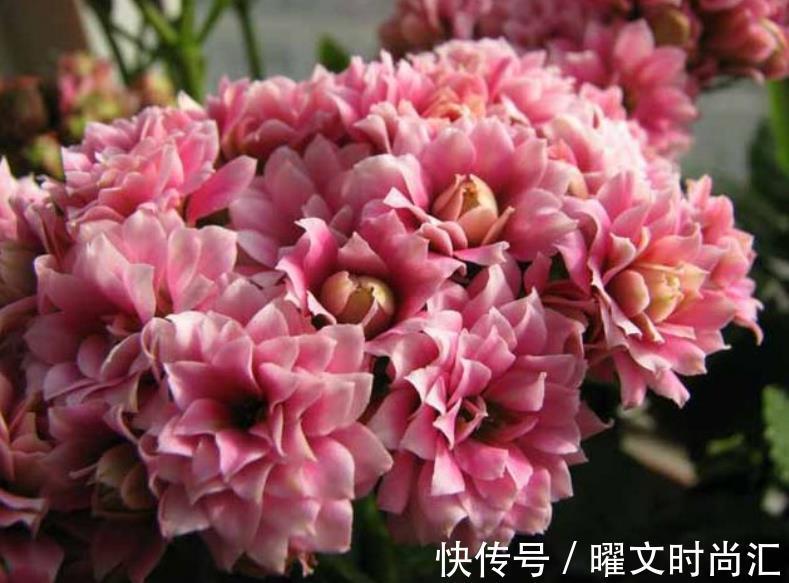 花芽|11月后养长寿花,2种花肥不能再用了,不然今年不开花,白养了