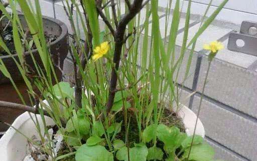 花盆里“杂草”能不能拔花店老板说漏嘴,才知好多人都做错了