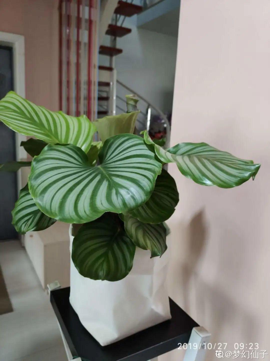 干枯|10种花特怕晒，越晒越黄叶，搬阴凉地儿才能活！