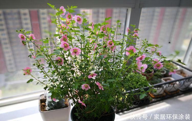 家里要养4种花，开花吉祥又喜庆，红红火火好运来！