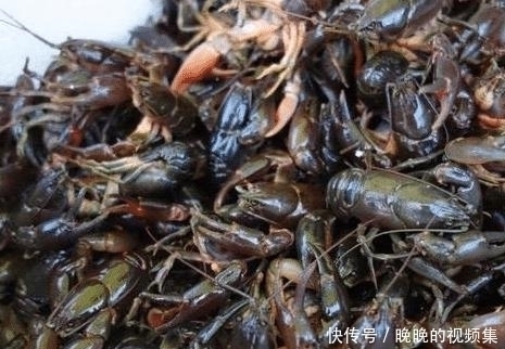 整筐|它长得像“小龙虾”,一问价格没人买,饭店大叔花500元整筐买走