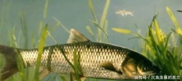 芦苇|钓草鱼3大技巧,赶紧用起来,保证上的都是大草鱼!
