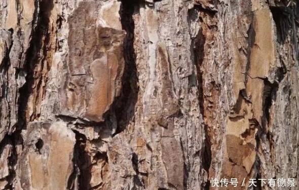 比买的还管用的有机肥,柳树皮,知道有什么好处,该怎么用吗?