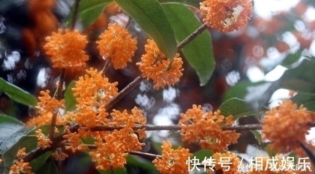 胃炎|老中医桂花这样煮着喝,不用一周,胃炎、胃溃疡转好