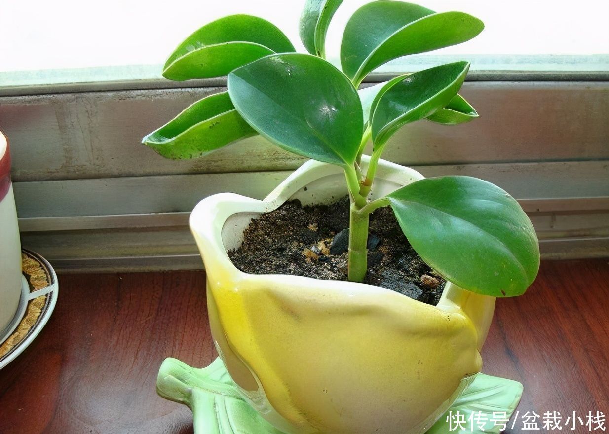 花友小叶投稿:养花一年了,三种绿植基本不用管,没光也不怕