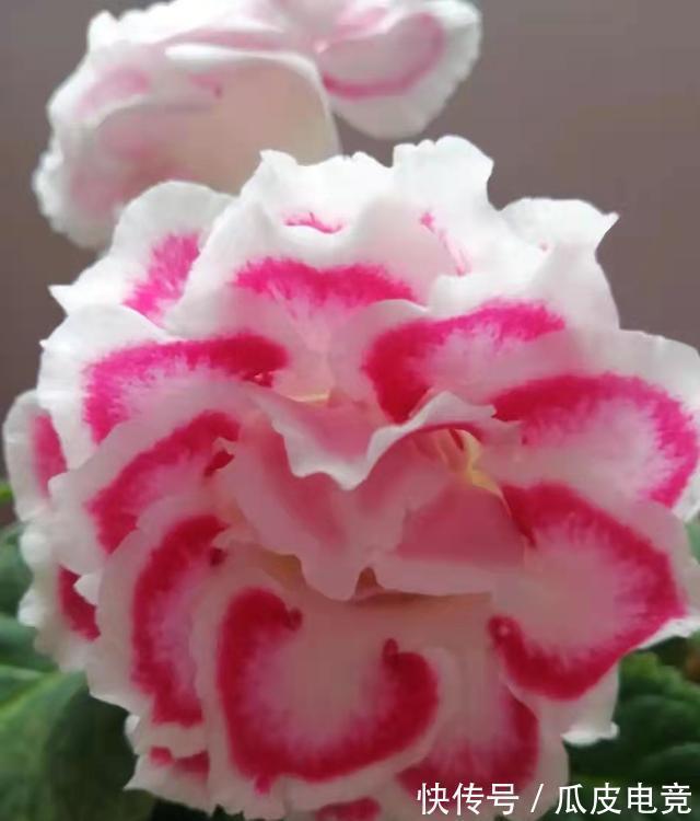 散光|这4种漂亮的花,有点散光就能开得灿烂,天冷也不怕