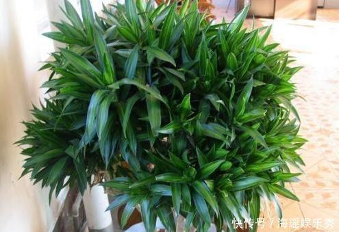 “富贵竹”买回家,记住“1修、1少、1勤”,猛长根,不黄叶