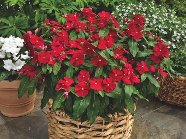 这几种花现在就要扦插,发芽窜枝速度快,下个月能赶上开花