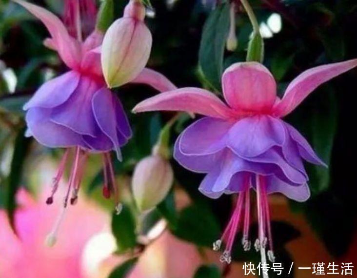 虎刺梅虎刺梅|懒人养花必备,一月不浇水都没事,五颜六色,漂亮且好养