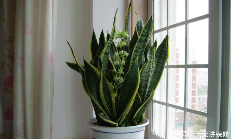 花土|新人养花容易出问题,不如盆栽虎皮兰,注意4点,好活漂亮