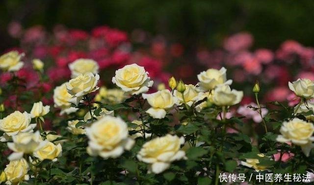 家养树状月季花生长,离不开这“3点”,做好它,月月有花赏!