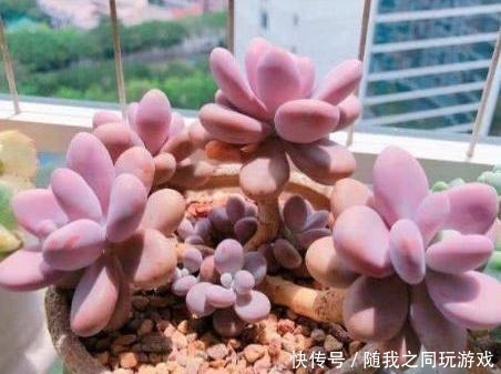 河沙|想用“河沙”养多肉,有利也有弊,这么使用才“完美”