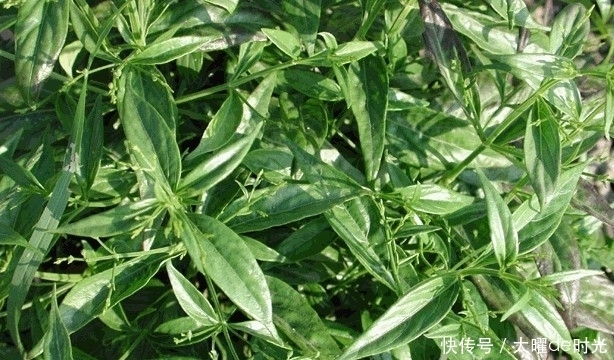 长得矮小,作用却不小,既是花卉,也是药,清热解毒效果好!