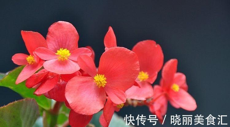 花叶色|农历十一月大雪过后，养什么花？家里养3种花，事业有成家庭幸福