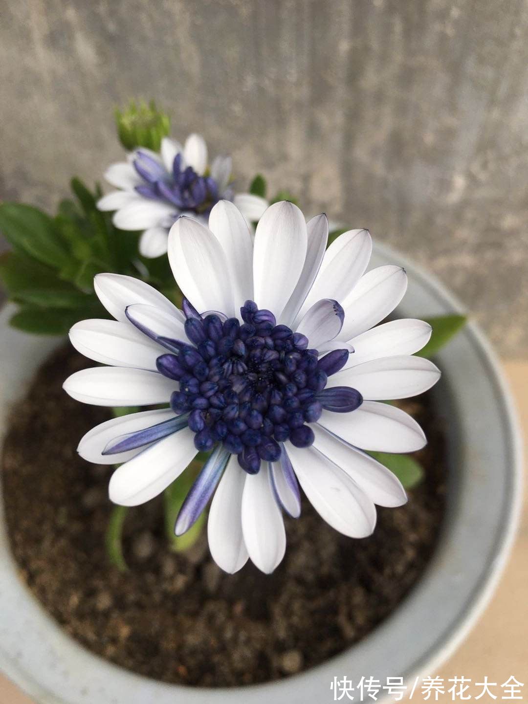 图鉴|100种常见花图鉴，图文并茂非常详细，收藏起来慢慢看