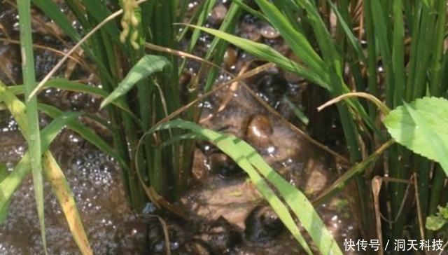 稻田里面|“藏”在稻田里的4种美味,不是只有稻花鱼,全吃过的,才算吃货