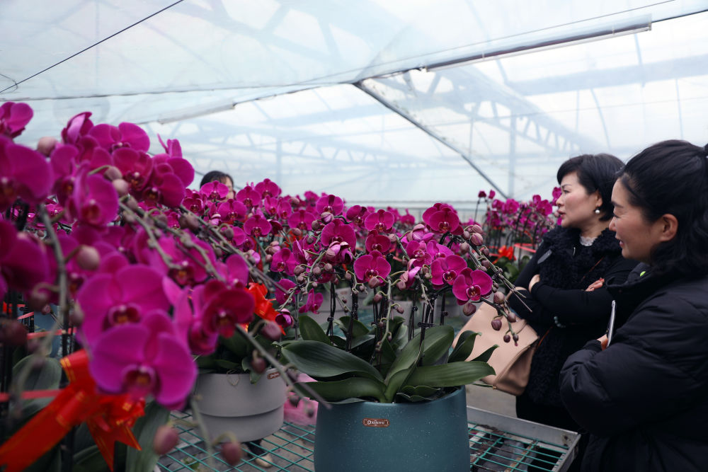 年味来了!春节临近年宵花线上线下齐走俏