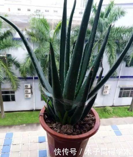 聪明人最爱养的“2种花”,家人健康更长寿!