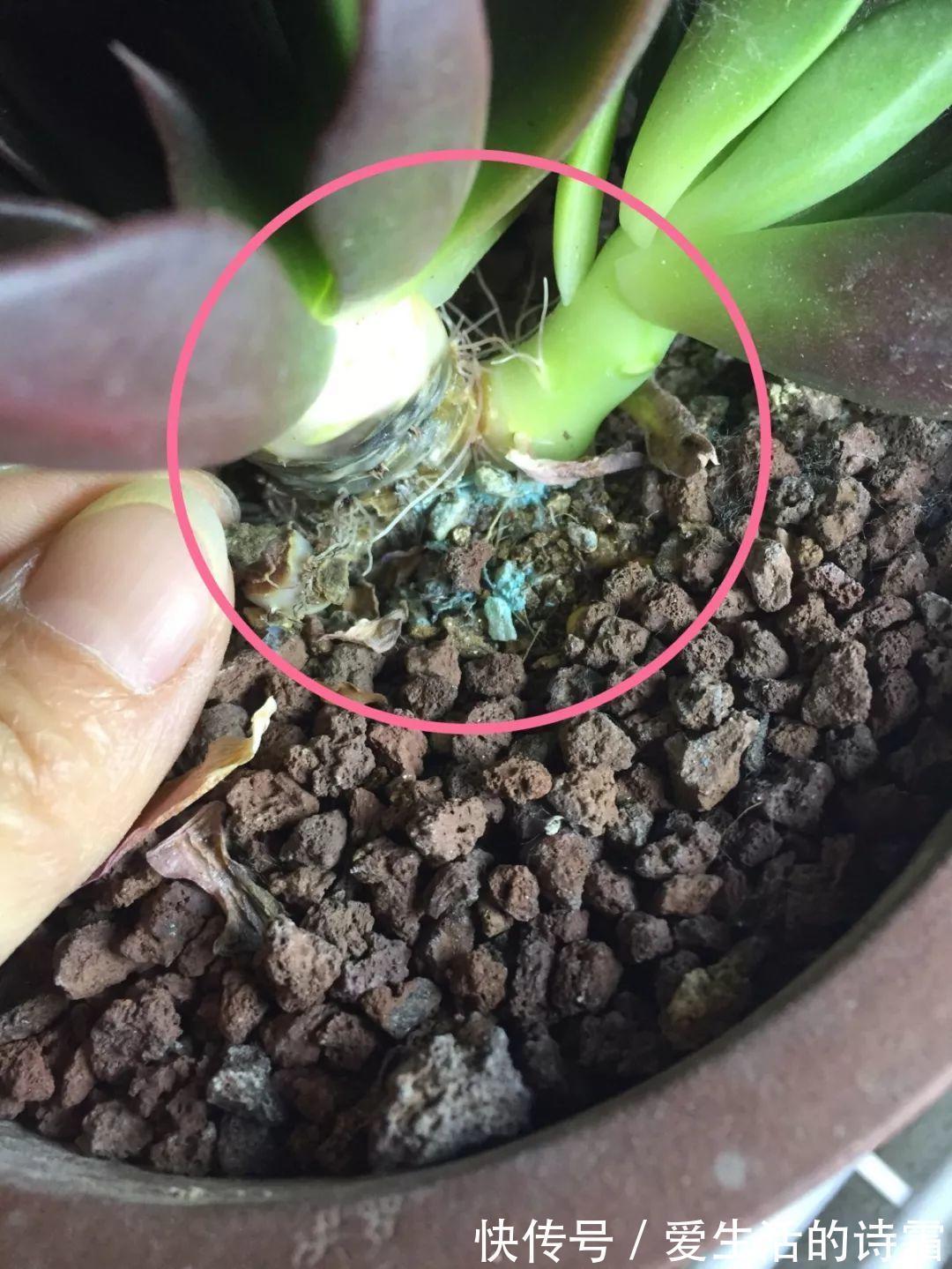 肉友|天一热,别管多肉徒不徒长了,能活下来就不容易!