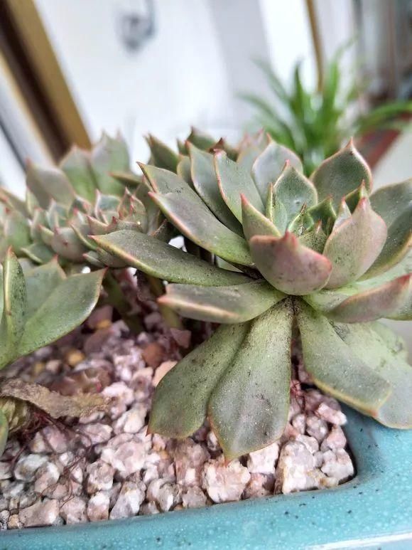 11月给花浇点自制“杀虫杀菌水”,虫子死光光,花草好过冬