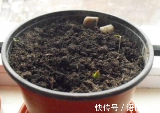 知道养花的三大要素是什么吗如果不懂得话,什么花也养不好