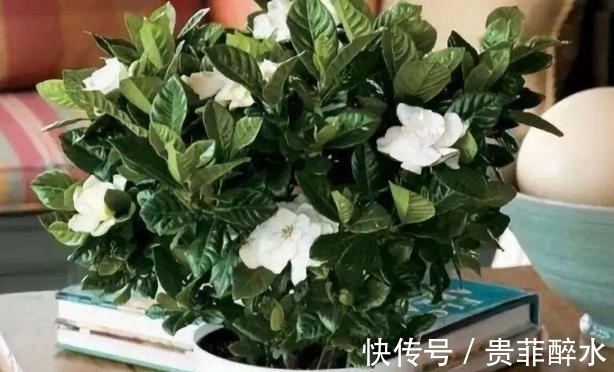 买肥料不如自制,牢记这几招,养花才不会再出问题