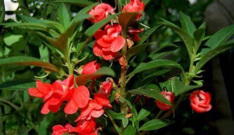 养花试试这几款，一花两色，花香浓郁，集美丽与香味的品种